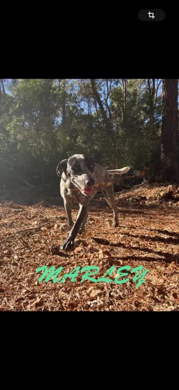 MARLEY, 7yo Pointer for adoption at Centre de Défense des Animaux de Marseille et de Provence