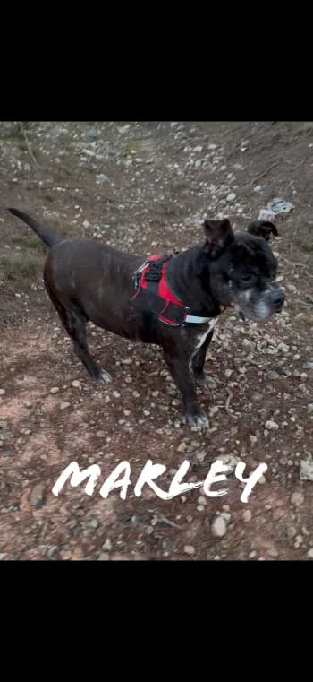 MARLEY, senior American Staffordshire Terrier for adoption at Centre de Défense des Animaux de Marseille et de Provence