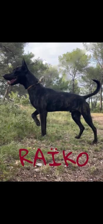 RAÏKO, 4yo Mixed Breed for adoption at Centre de Défense des Animaux de Marseille et de Provence