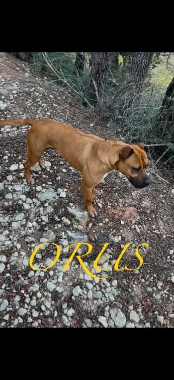 ORUS, 5yo Mixed Breed for adoption at Centre de Défense des Animaux de Marseille et de Provence