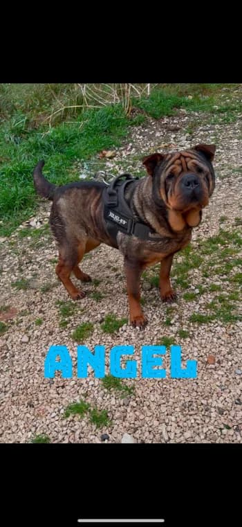 ANGEL, senior mixed breed for adoption at Centre de Défense des Animaux de Marseille et de Provence