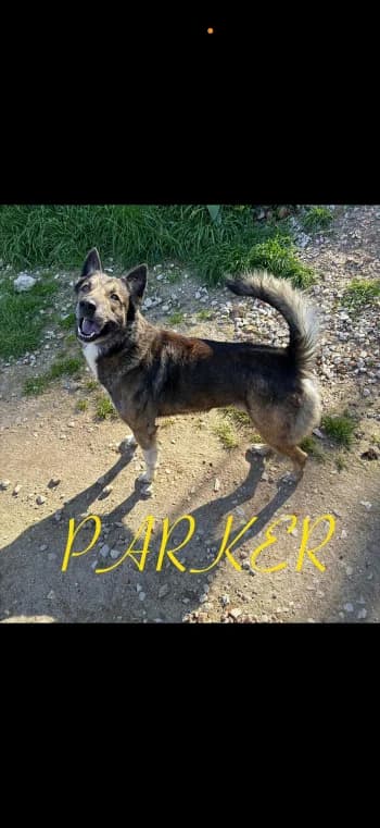 PARKER, 5yo Mixed Breed for adoption at Centre de Défense des Animaux de Marseille et de Provence