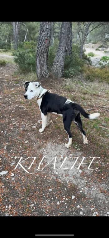 KHALIF, senior Staffordshire Bull Terrier for adoption at Centre de Défense des Animaux de Marseille et de Provence