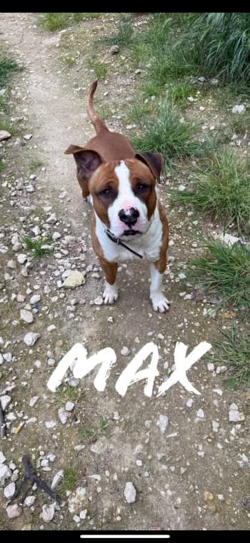 MAX, 4yo Mixed Breed for adoption at Centre de Défense des Animaux de Marseille et de Provence