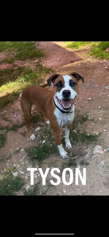 TYSON, 3yo Mixed Breed for adoption at Centre de Défense des Animaux de Marseille et de Provence