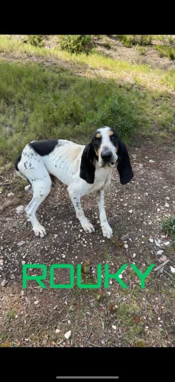 ROUCKY, 7yo mixed breed for adoption at Centre de Défense des Animaux de Marseille et de Provence