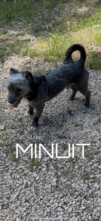 MINUIT, 5yo Mixed Breed for adoption at Centre de Défense des Animaux de Marseille et de Provence