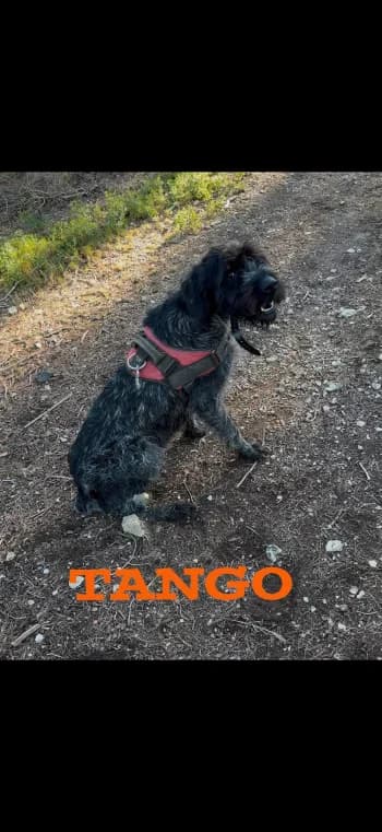 TANGO, 4yo mixed breed for adoption at Centre de Défense des Animaux de Marseille et de Provence