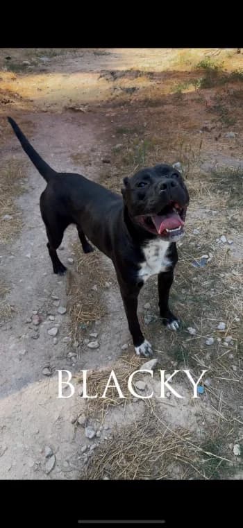 BLACKY, 3yo Mixed Breed for adoption at Centre de Défense des Animaux de Marseille et de Provence