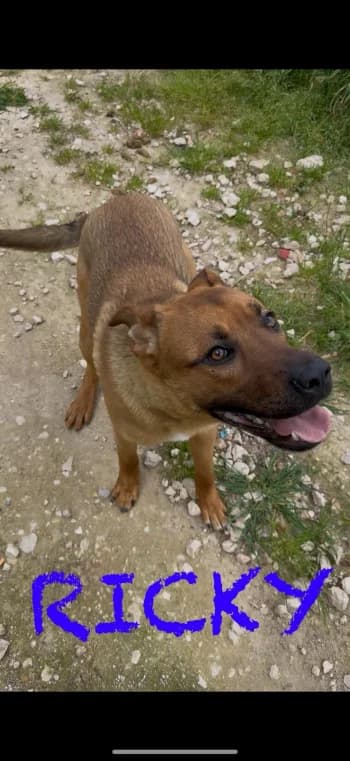 RICKY, young Mixed Breed for adoption at Centre de Défense des Animaux de Marseille et de Provence