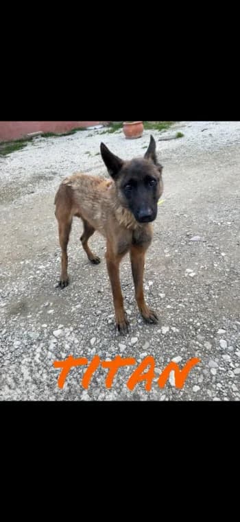 TITAN, 4yo Belgian Malinois for adoption at Centre de Défense des Animaux de Marseille et de Provence
