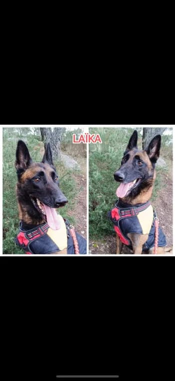 LAIKA, 7yo Belgian Malinois for adoption at Centre de Défense des Animaux de Marseille et de Provence