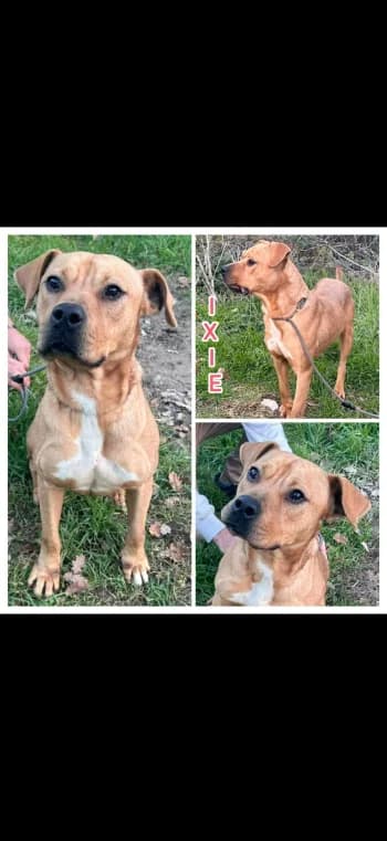 IXIE, 3yo Mixed Breed for adoption at Centre de Défense des Animaux de Marseille et de Provence