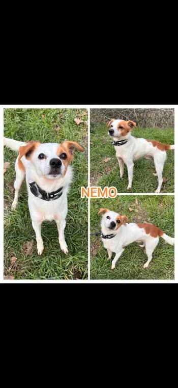 NÉMO, senior Mixed Breed for adoption at Centre de Défense des Animaux de Marseille et de Provence
