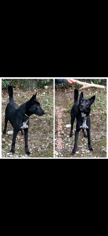 JUNIOR, 4yo Mixed Breed for adoption at Centre de Défense des Animaux de Marseille et de Provence