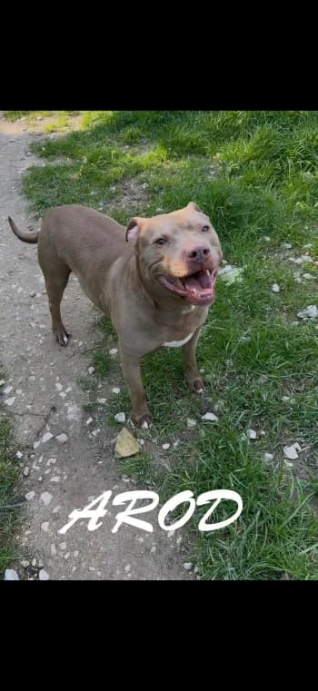 AROD, 7yo Mixed Breed for adoption at Centre de Défense des Animaux de Marseille et de Provence