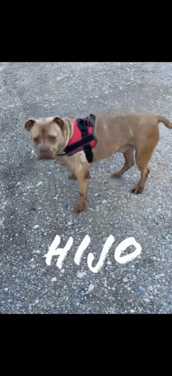 HIJO, 7yo Mixed Breed for adoption at Centre de Défense des Animaux de Marseille et de Provence