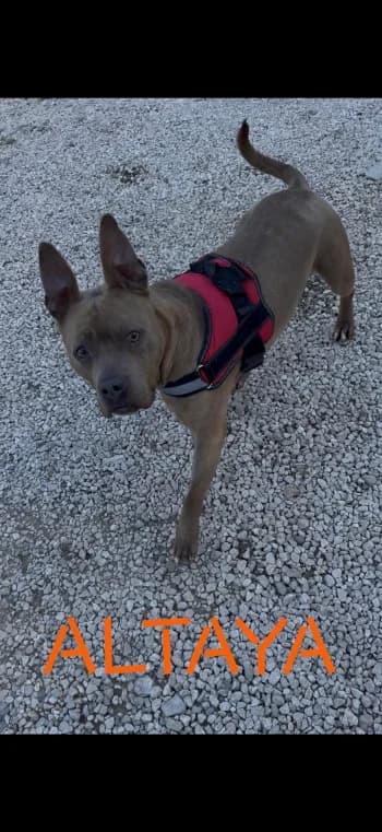 ALTAYA, 6yo Mixed Breed for adoption at Centre de Défense des Animaux de Marseille et de Provence