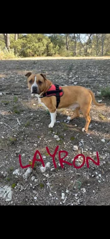 LAYRON, senior American Staffordshire Terrier for adoption at Centre de Défense des Animaux de Marseille et de Provence