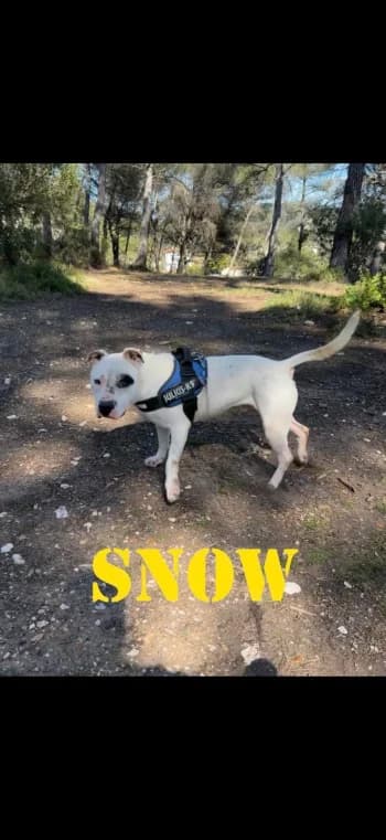 SNOW, 6yo Mixed Breed for adoption at Centre de Défense des Animaux de Marseille et de Provence