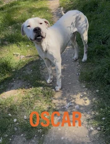 OSCAR, 3yo mixed breed for adoption at Centre de Défense des Animaux de Marseille et de Provence