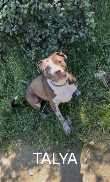 TALYA, young mixed breed for adoption at Centre de Défense des Animaux de Marseille et de Provence