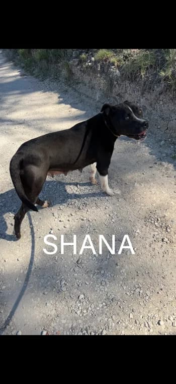SHANA, 3yo Staffordshire Bull Terrier for adoption at Centre de Défense des Animaux de Marseille et de Provence