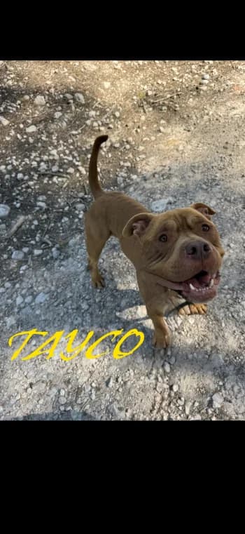 TAYCO, 4yo American Bully for adoption at Centre de Défense des Animaux de Marseille et de Provence