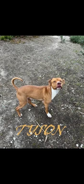 TYSON, young Mixed Breed for adoption at Centre de Défense des Animaux de Marseille et de Provence