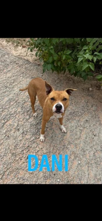 DANI, 3yo Mixed Breed for adoption at Centre de Défense des Animaux de Marseille et de Provence