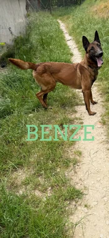 BENZE, 4yo Belgian Malinois for adoption at Centre de Défense des Animaux de Marseille et de Provence