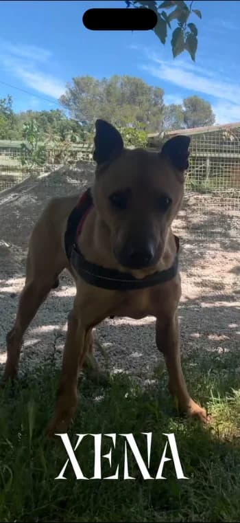 XENA, senior mixed breed for adoption at Centre de Défense des Animaux de Marseille et de Provence