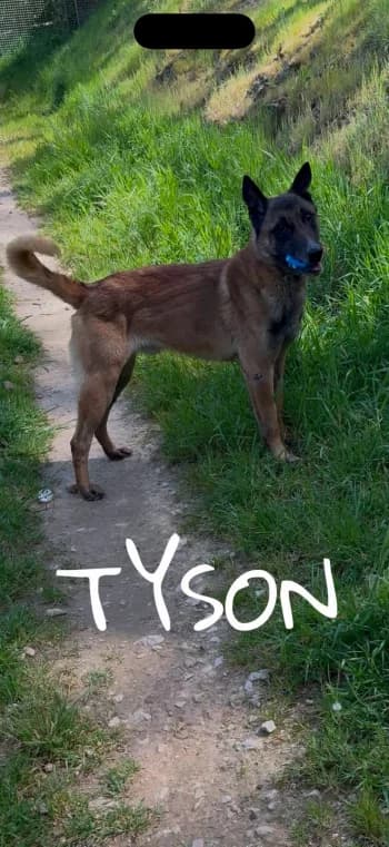 TYSON, senior Belgian Malinois for adoption at Centre de Défense des Animaux de Marseille et de Provence