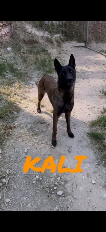 KALI, 4yo Belgian Malinois for adoption at Centre de Défense des Animaux de Marseille et de Provence