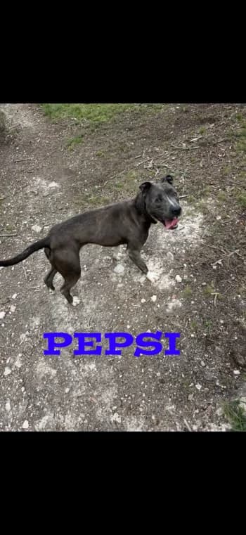 PEPSI, 4yo Mixed Breed for adoption at Centre de Défense des Animaux de Marseille et de Provence