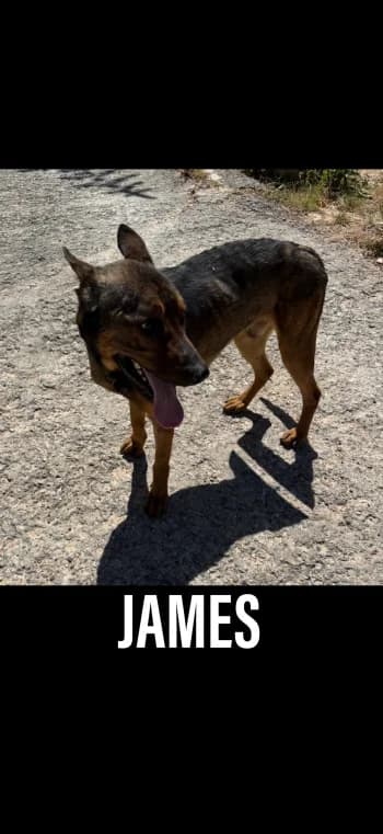 JAMES, 5yo Mixed Breed for adoption at Centre de Défense des Animaux de Marseille et de Provence