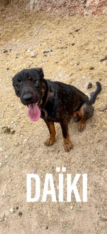 DAÏKI, young Rottweiler for adoption at Centre de Défense des Animaux de Marseille et de Provence