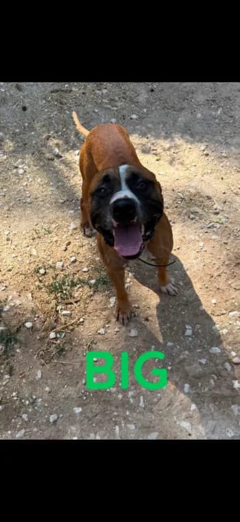 BIG, 3yo Mixed Breed for adoption at Centre de Défense des Animaux de Marseille et de Provence