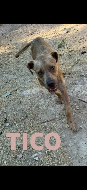 TICO, young Mixed Breed for adoption at Centre de Défense des Animaux de Marseille et de Provence