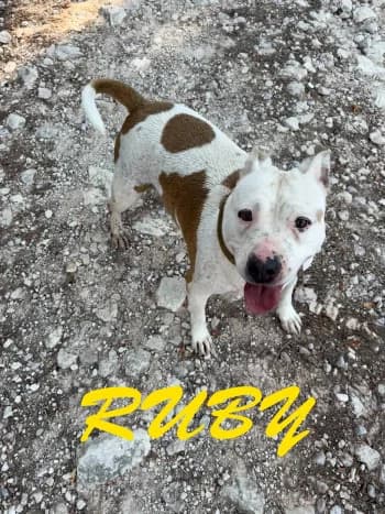 RUBY, 5yo mixed breed for adoption at Centre de Défense des Animaux de Marseille et de Provence