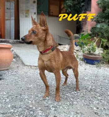 PUFF, young Mixed Breed for adoption at Centre de Défense des Animaux de Marseille et de Provence