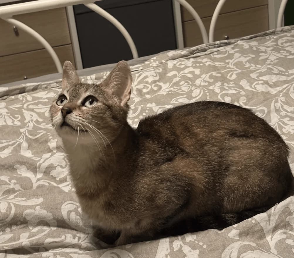 Ananas, female Mixed Breed for adoption at Association Célestia, penil