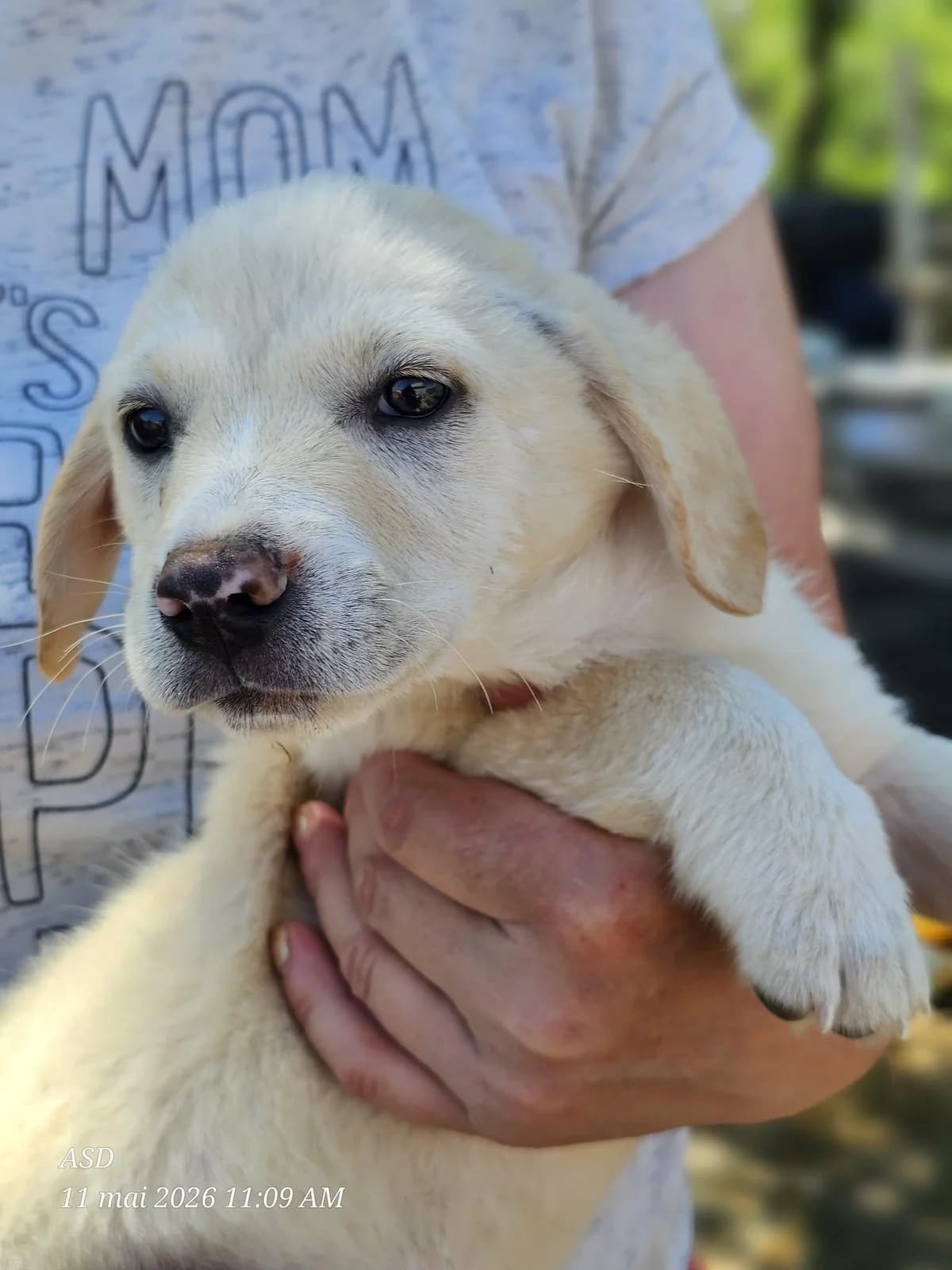 Atlas, male Mixed Breed for adoption at Association Célestia, penil