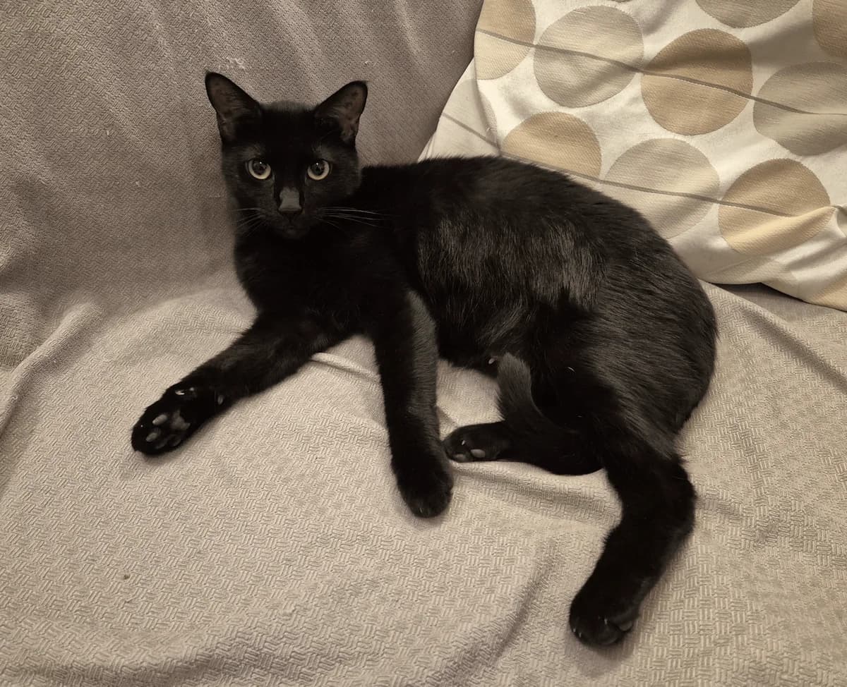 Baghera, female Mixed Breed for adoption at Association Célestia, penil