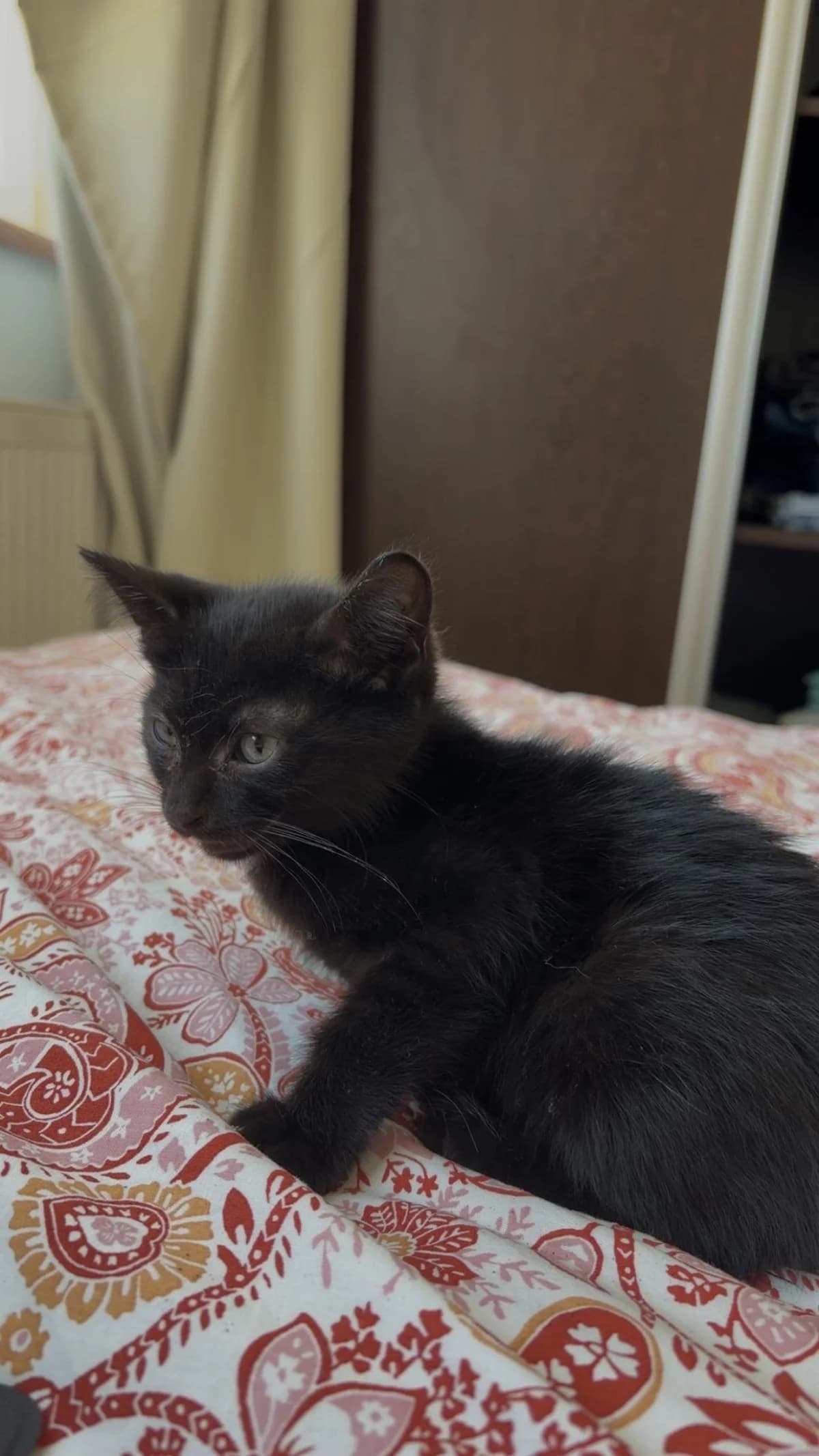 Batman, male Mixed Breed for adoption at Association Célestia, penil