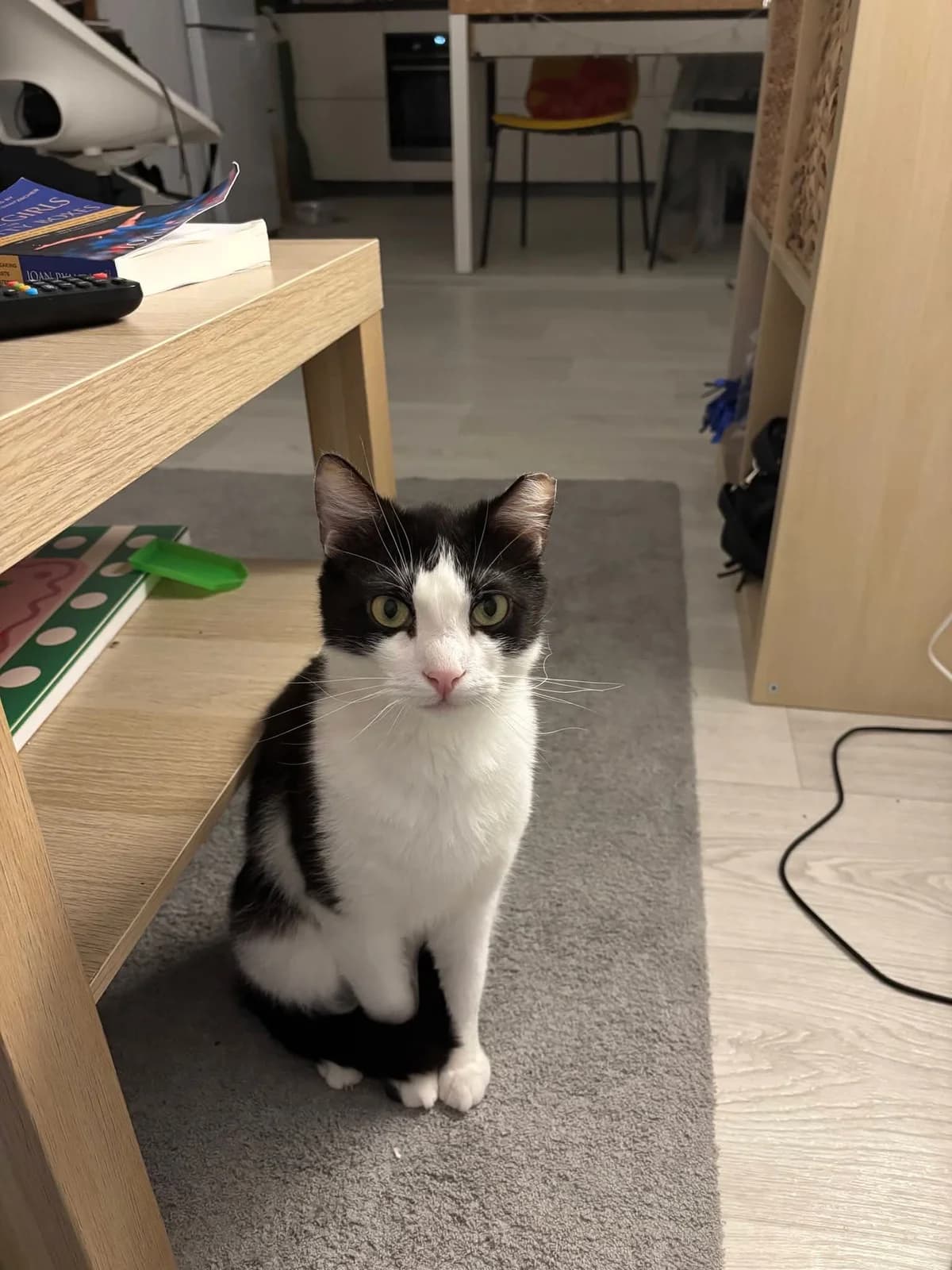 Ciboulette, male Mixed Breed for adoption at Association Célestia, penil