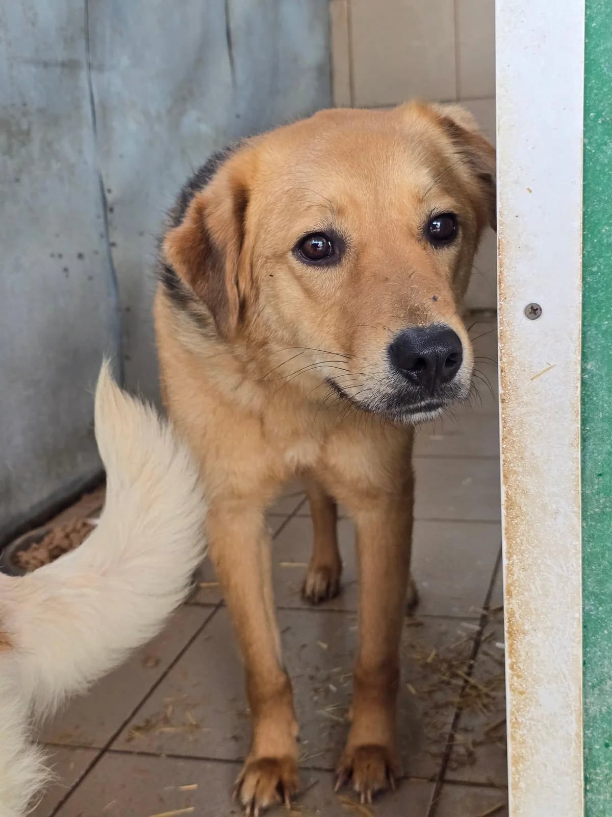 Codita, male Mixed Breed for adoption at Association Célestia, penil