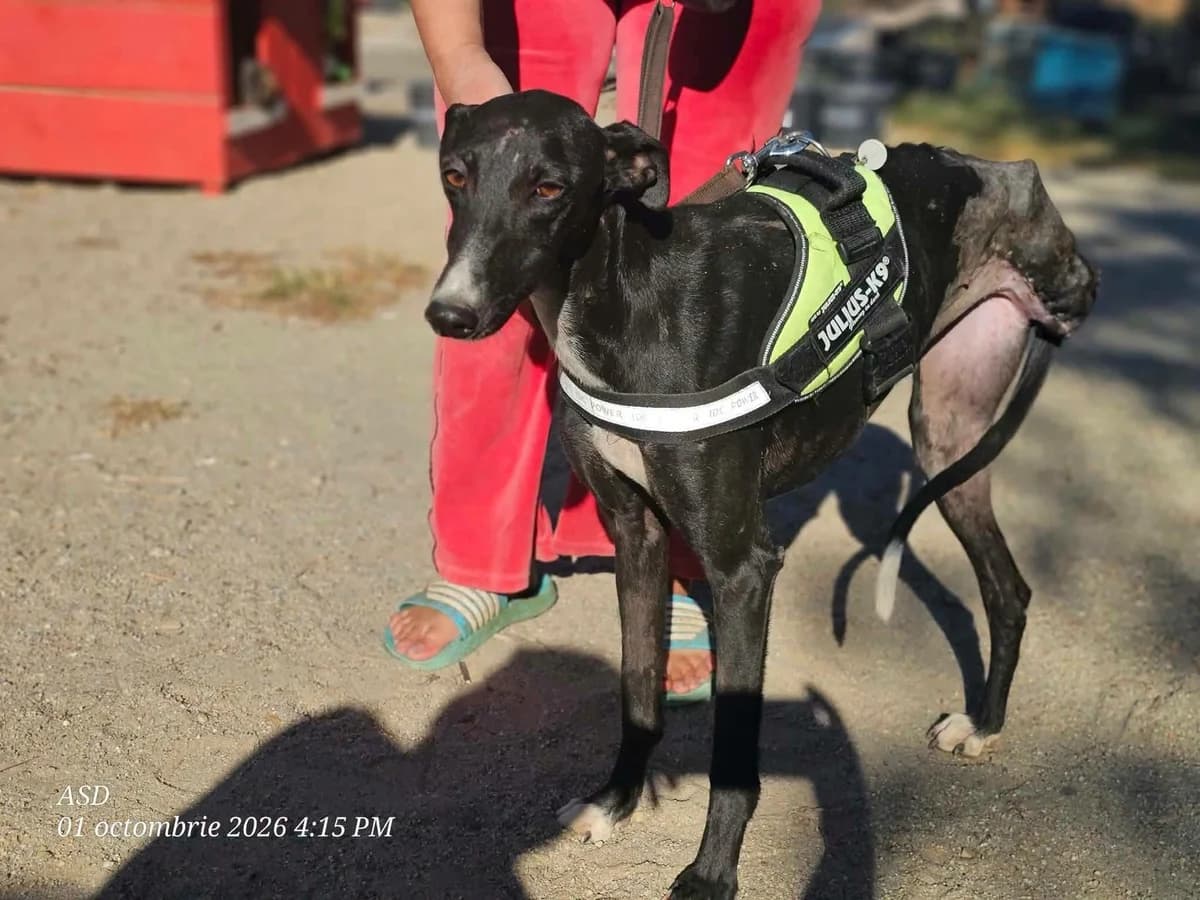 Faith, female Mixed Breed for adoption at Association Célestia, penil