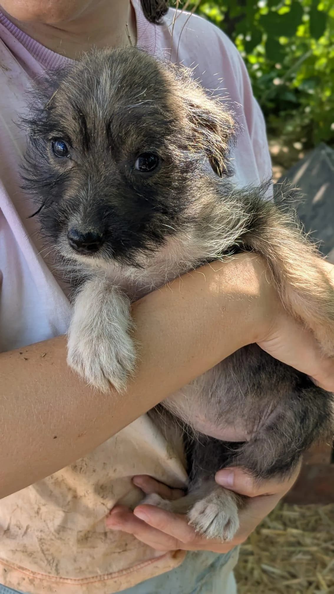 Galantine, female Mixed Breed for adoption at Association Célestia, penil