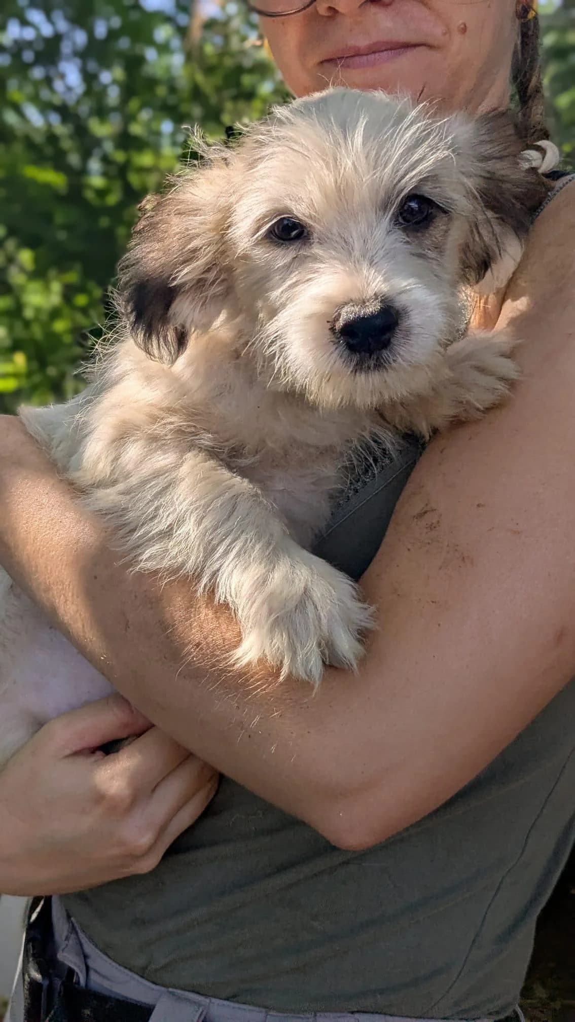 Idéfix, male Mixed Breed for adoption at Association Célestia, penil